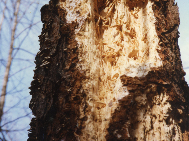 Tree getting injections