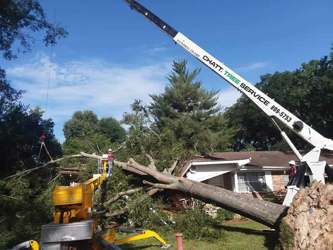 Tree fallen on a house