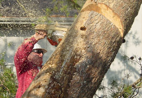 Cutting Tree Trunk