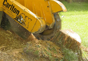 Cleaning up tree