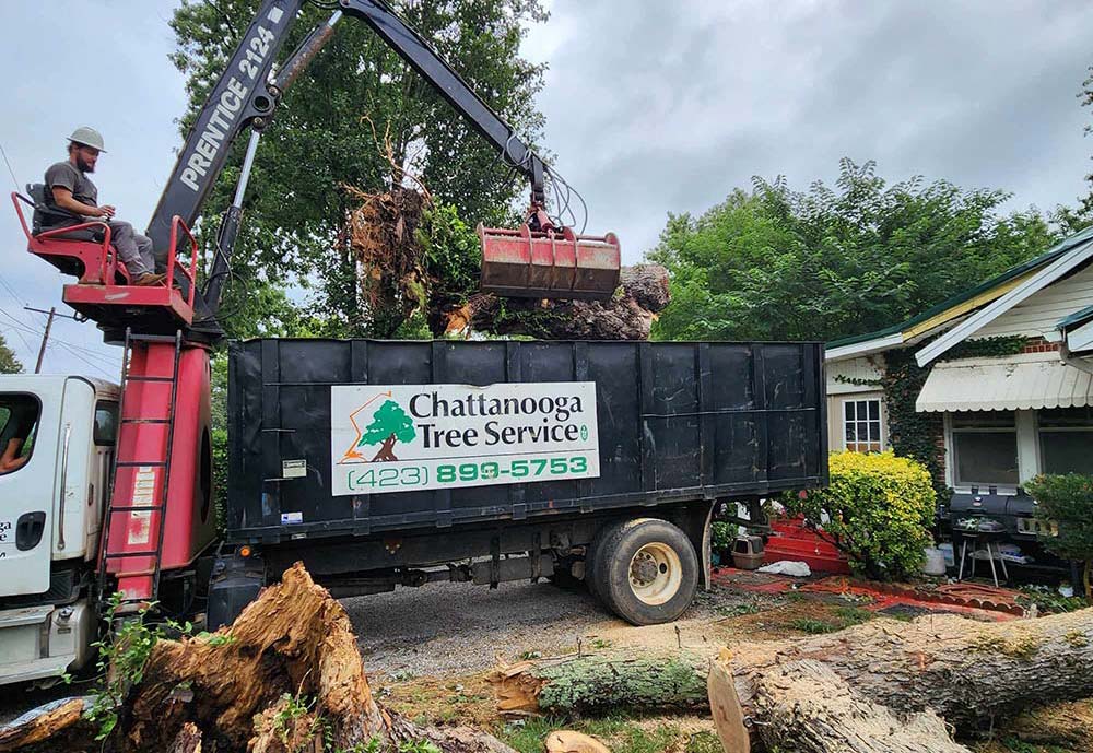 Tree Pruning at the Court House