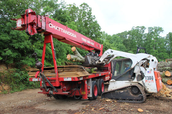 Tree Trunk Removal